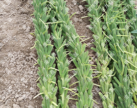 湖北金九昌種業有限公司